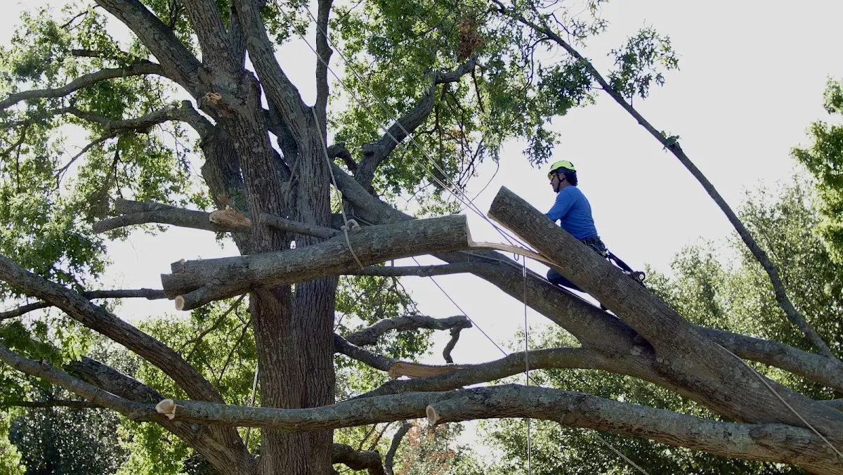 Professional Crown Thinning performed by certified arborists in Charlton